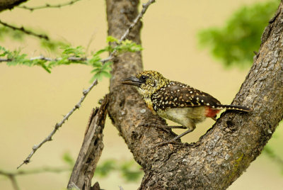 D'Arnaud barbet