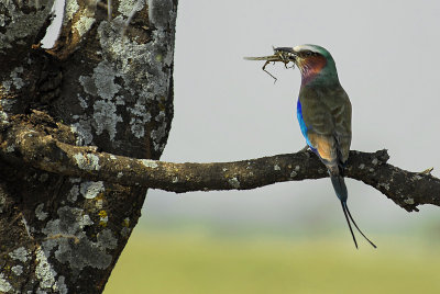 Bee-Eater