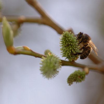 Bee