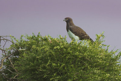  Black-chested Harrier Eagle