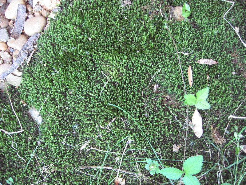 green shade moss.JPG