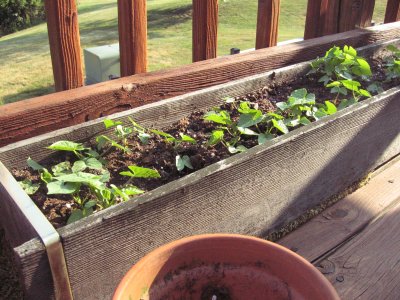 baby morning glories.JPG