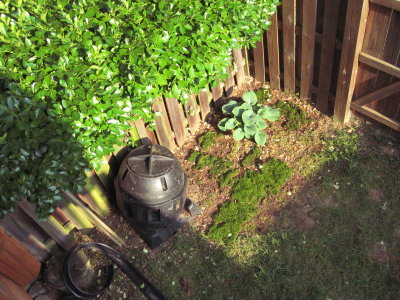 transplanted moss.JPG