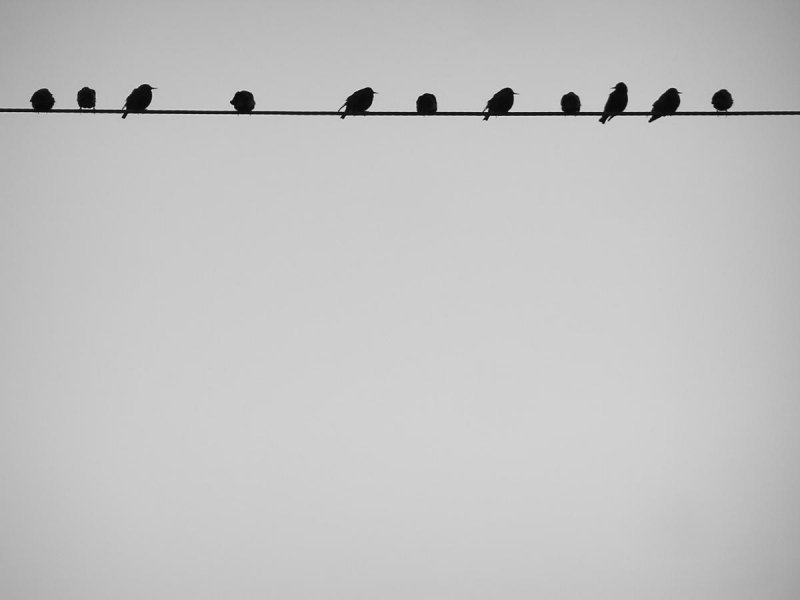 Birds on a Wire.jpg