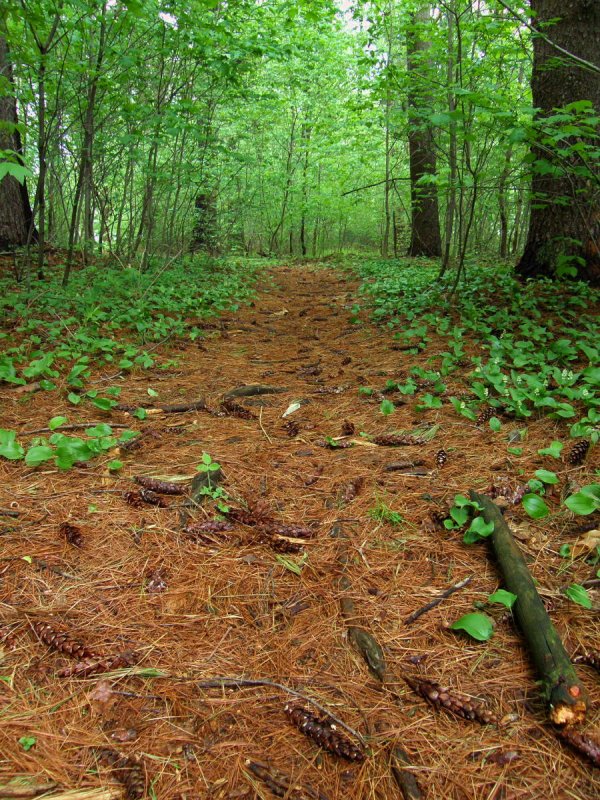 Forest Path.jpg