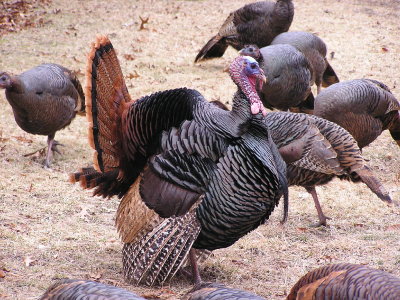 Thankful Im not a Turkey on Thanksgiving.jpg