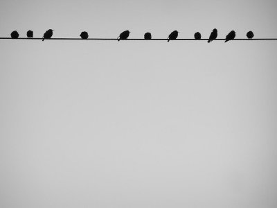 Birds on a Wire.jpg