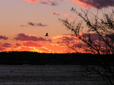 Vineyard Gull at Sunset.jpg