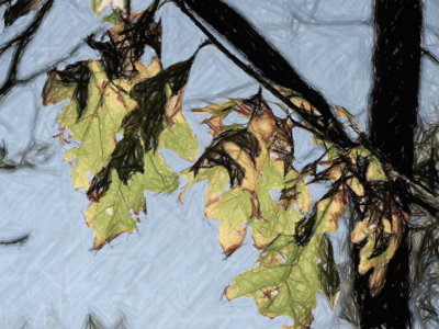 Scrub Oak Leaves.jpg