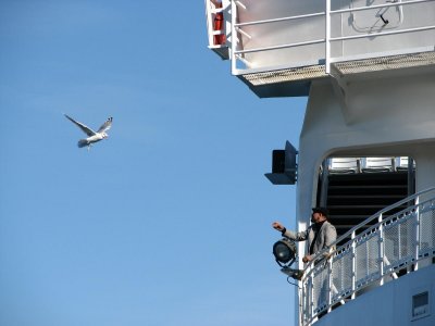 Gull Feeder.jpg