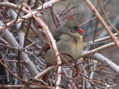 Female Cardinal.jpg