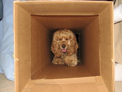 Dog-In-A-Box.jpg