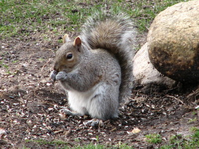 Silly Squirrel Thats BirdFood.jpg