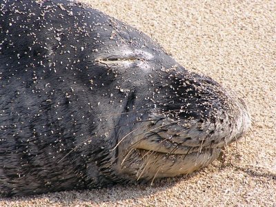 Let Sleeping Seals Sleep.jpg