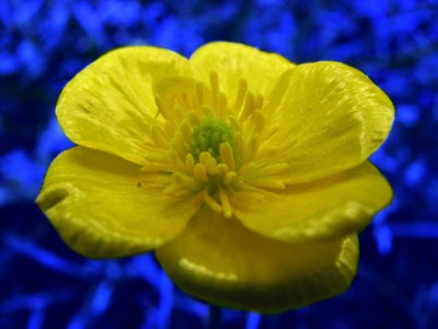 Buttercup in Blue.jpg