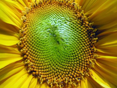 Sunflower.jpg