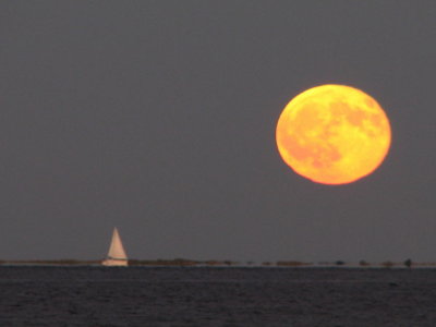 Howling at the Moon.jpg