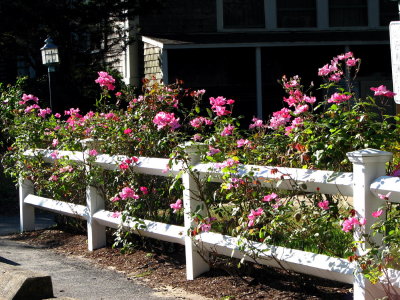 Still in Full Bloom.jpg