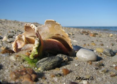 Beach Treasures.JPG