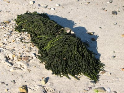 Clump of Seaweed.jpg