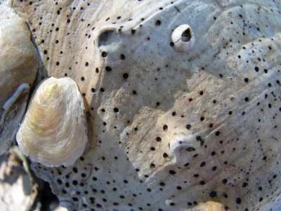 Shell Game.jpg