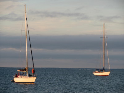 Sea Dog on Board.jpg