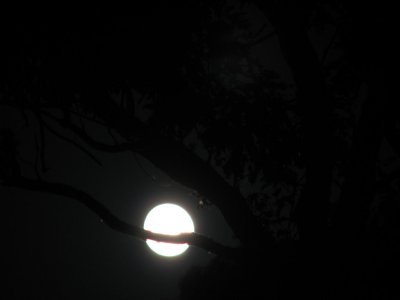 Moonshot through the trees.jpg