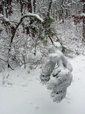 snow weights.jpg