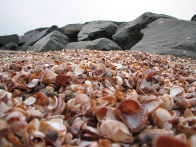 Shells n Rocks.jpg