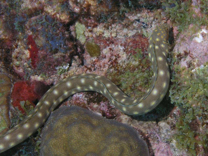 Sharptail Eel