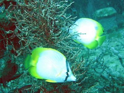 Spotfin Butterflyfish