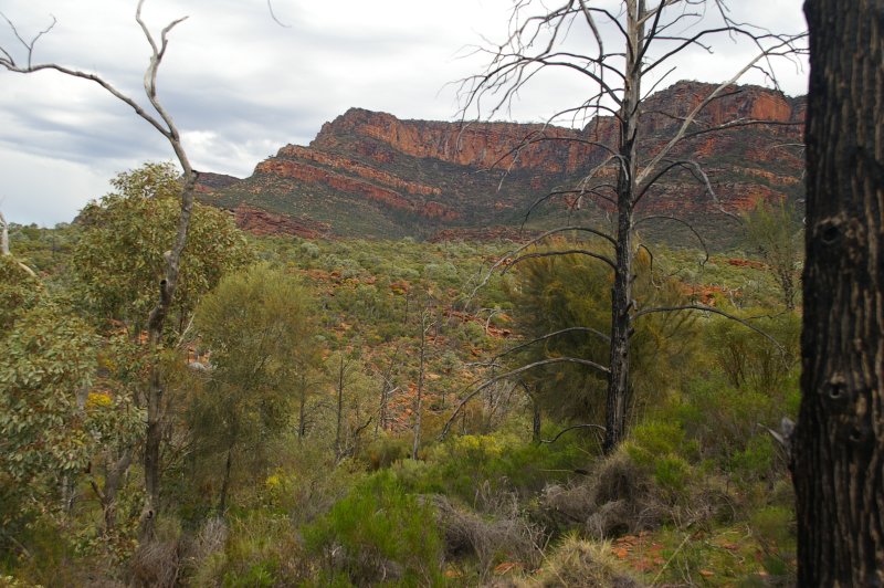 Flinders Ranges Sep 05 007