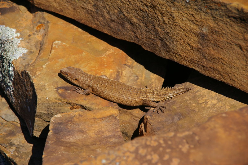 Flinders Ranges Sep 05 013