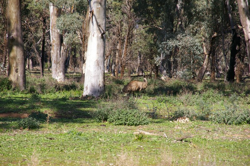 Flinders Ranges Sep 05 029