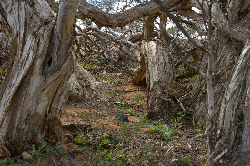 Flinders Ranges Sep 05 053