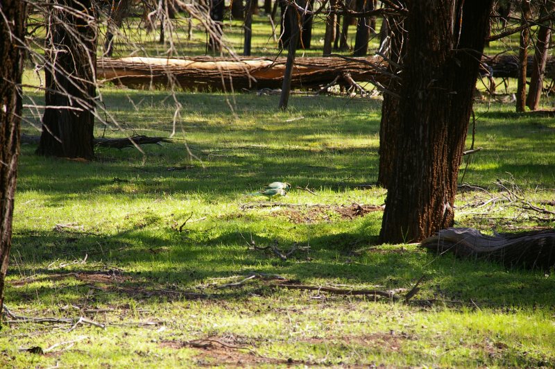 Flinders Ranges Sep 05 054