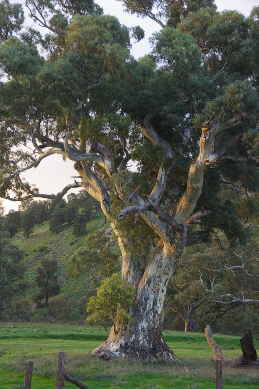 Flinders Ranges Sep 05 080