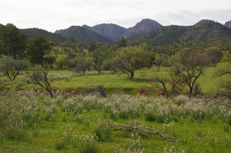 Flinders Ranges Sep 05 089