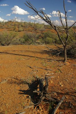 Flinders Ranges Sep 05 034