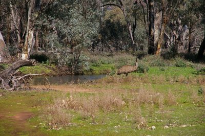 Flinders Ranges Sep 05 044