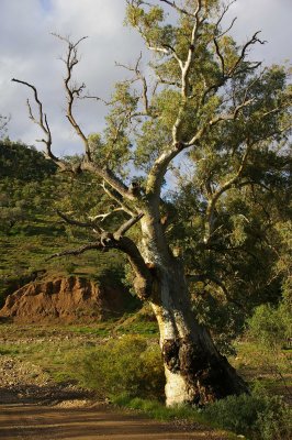 Flinders Ranges Sep 05 066