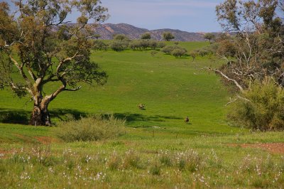 Flinders Ranges Sep 05 084