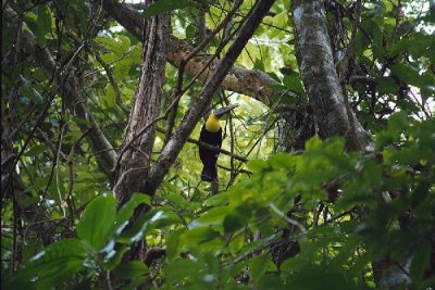 bird in high canopy