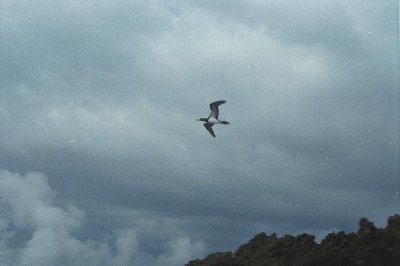 bird in flight