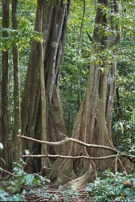 trees with roots