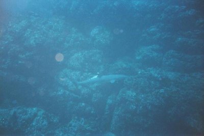 whitetip prowling