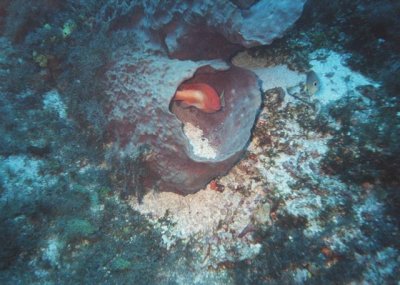 garibaldi in sponge