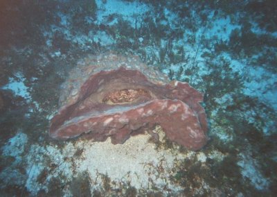 crab in basket sponge