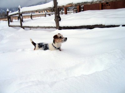 Hildy in snow