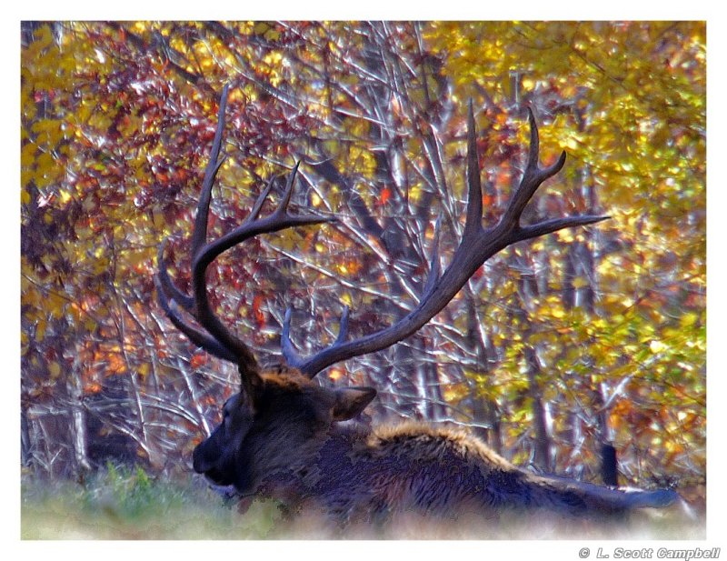 BullElk_5274.jpg